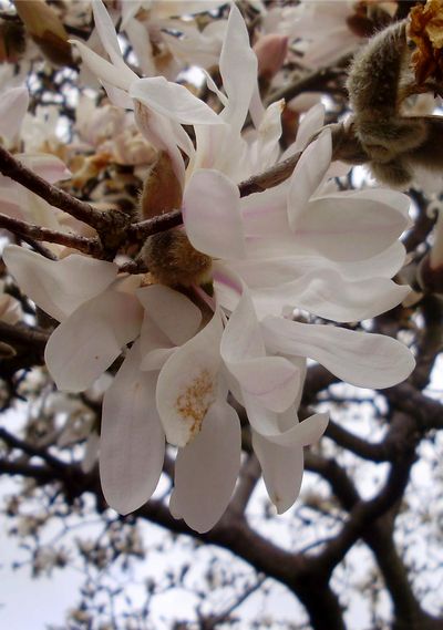 真っ白なコブシとピンクのシデコブシ 手作りの庭と日立市の草花を綴る