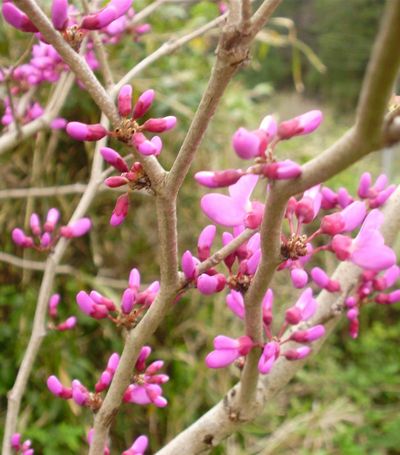 ハナズオウとハナカイドウのピンク色の花 手作りの庭と日立市の草花を綴る
