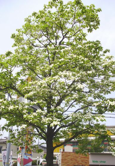 ハナミズキの紅い実 手作りの庭と日立市の草花を綴る