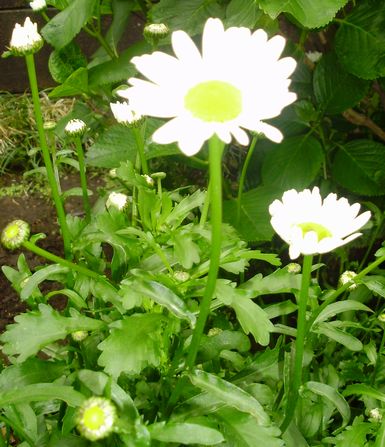 庭の片隅の白いマーガレット 手作りの庭と日立市の草花を綴る
