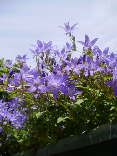 カンパニュラ アルペンブルーとカンパニュラ メディム 手作りの庭と日立市の草花を綴る