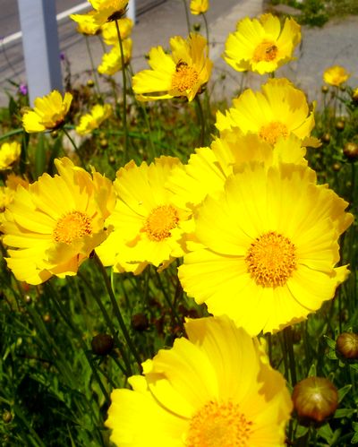 オオキンケイギク 大金鶏菊 手作りの庭と日立市の草花を綴る