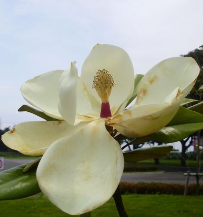 タイサンボク 泰山木 の大輪の花 手作りの庭と日立市の草花を綴る