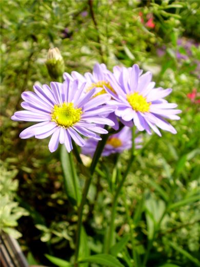 庭の片隅にシオン 紫苑 が薄紫の花を咲かせています 手作りの庭と日立市の草花を綴る