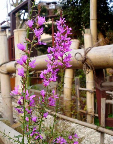 竹囲いの隅にミソハギが静かに咲いています 手作りの庭と日立市の草花を綴る