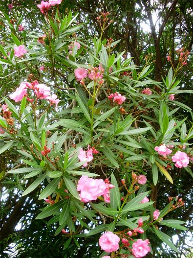 盛夏の花 キョウチクトウ 手作りの庭と日立市の草花を綴る