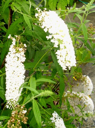 ブッドレアの白い花が清楚に咲いています 手作りの庭と日立市の草花を綴る