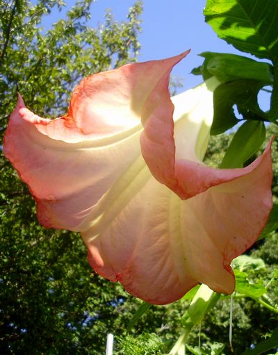 ダチュラの花 手作りの庭と日立市の草花を綴る