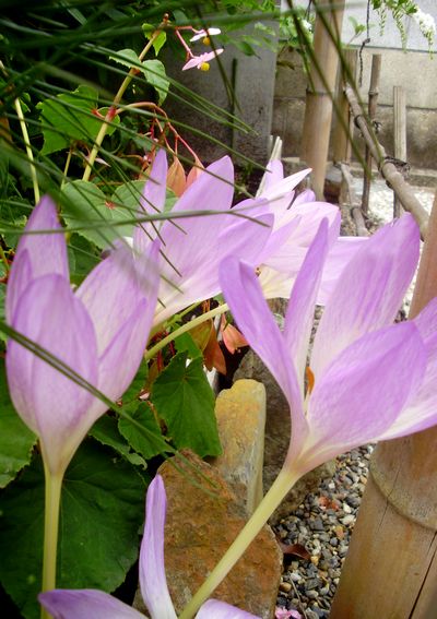 コルキカムの花 手作りの庭と日立市の草花を綴る