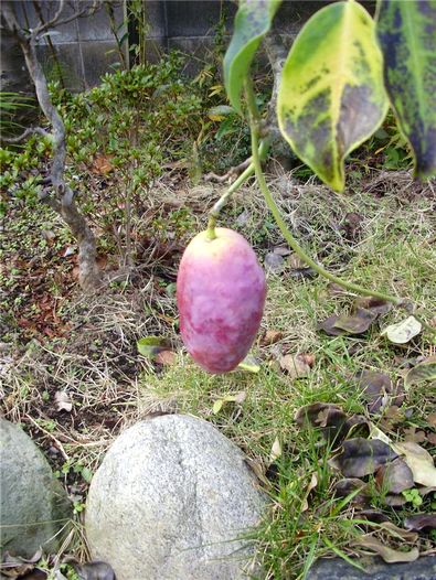 ムベ 郁子 の実 手作りの庭と日立市の草花を綴る