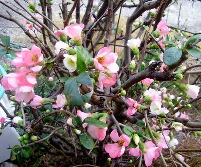 カンボケ 寒木瓜 手作りの庭と日立市の草花を綴る