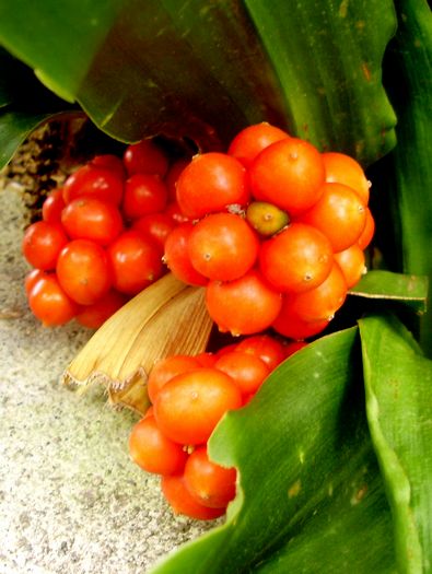 オモト 万年青 の赤い実 手作りの庭と日立市の草花を綴る